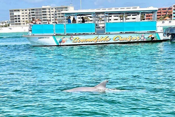 Morning Snorkel & Dolphin Adventure - A Three-Hour Morning on the Gulf Coast