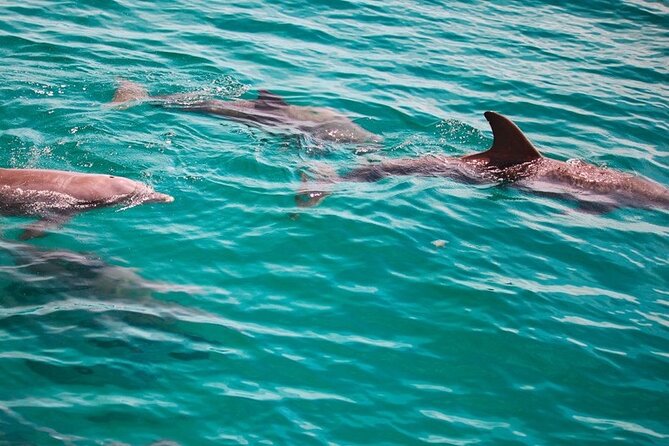 Morning Snorkel & Dolphin Adventure - The Dolphin Cruise: The Best Part of the Ride