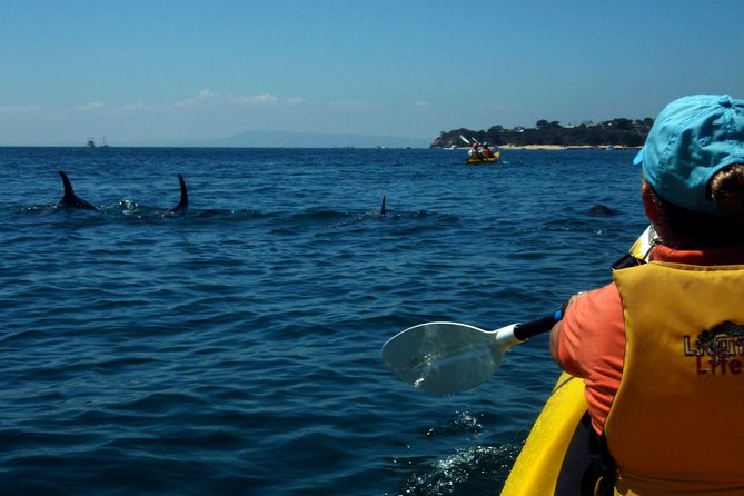 Mornington Peninsula Kayak Coastline Tour of Dolphin Sanctuary - Key points to know before you book