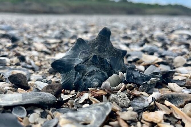 Morris Island Dolphin Cruise and Shelling Trip - The Return Ride Brings More Wildlife