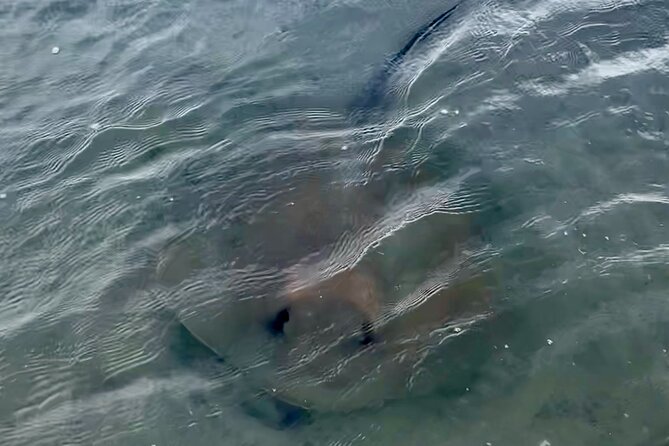 Morris Island Dolphin Cruise and Shelling Trip - Practical Details Before You Book