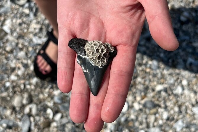 Morris Island Dolphin Cruise and Shelling Trip - Forty-Five Minutes of Shelling on Morris Island