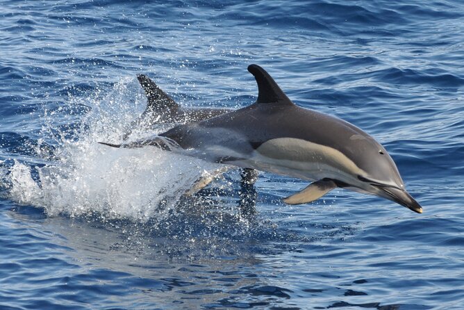 Morro Jable: 2 Hours Magic Dolphin & Whale watching with Drinks & Swim Stop. - The boat ride and what two hours really means