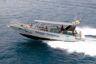 2 Hours Magic Dolphin & Whale watching with Drinks & Swim Stop.