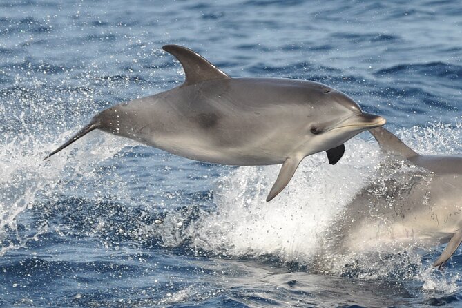 Morro Jable: 2 Hours Magic Dolphin & Whale watching with Drinks & Swim Stop. - Timing, transport, and practical planning