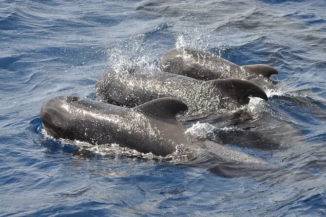 Morro Jable: 2 Hours Magic Dolphin & Whale watching with Drinks & Swim Stop. - Who will enjoy this boat trip most?