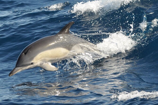 Morro Jable: 2 Hours Magic Dolphin & Whale watching with Drinks & Swim Stop. - Is the $59.13 price good value?