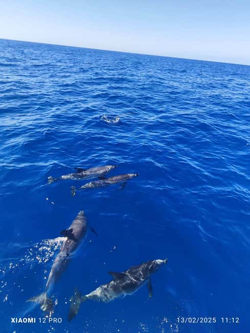 Morro Jable:Dolphin & Whale Watching Boat Tour & Snorkeling - Why the speedboat ride is part of the deal