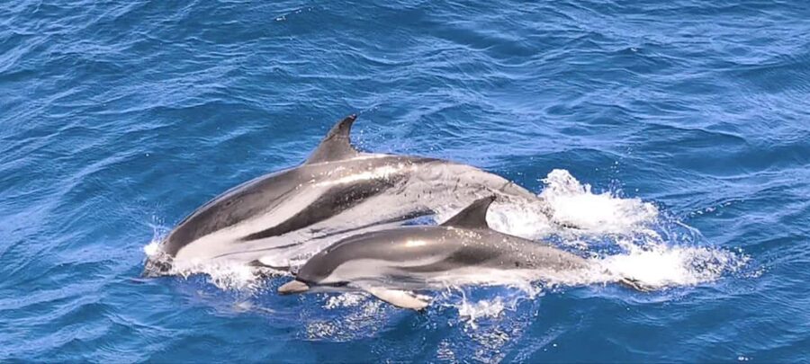 Morro Jable:Dolphin & Whale Watching Boat Tour & Snorkeling - Who will enjoy this Morro Jable boat trip most?