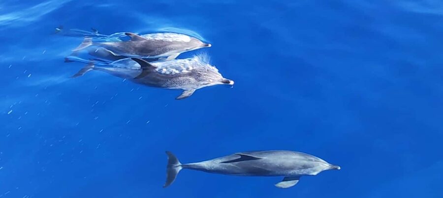 Morro Jable:Dolphin & Whale Watching Boat Tour & Snorkeling - The open-sea search for dolphins and whales
