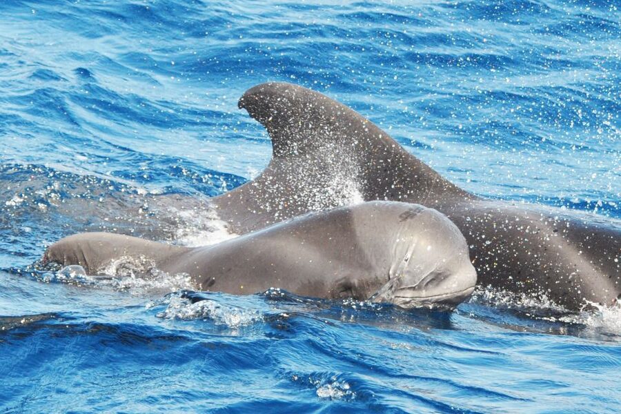 Morro Jable: Dolphin & Whale Watching Cruise, Drinks & Swim - Should You Book the Magic Dolphin Cruise?