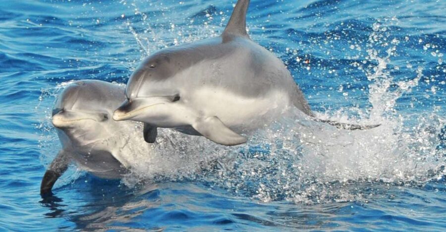 Morro Jable: Dolphin & Whale Watching Cruise, Drinks & Swim - The Guides Make the Difference