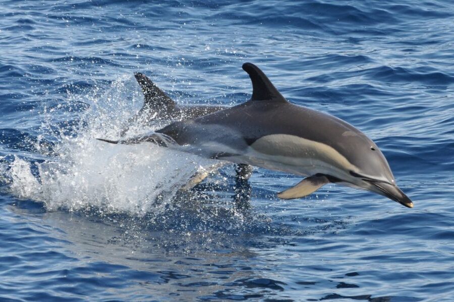 Morro Jable: Dolphin & Whale Watching Cruise, Drinks & Swim - Drinks, Comfort, and the Two-Hour Schedule