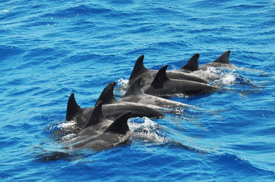 Morro Jable: Dolphin & Whale Watching Cruise, Drinks & Swim - Is $58 Good Value?