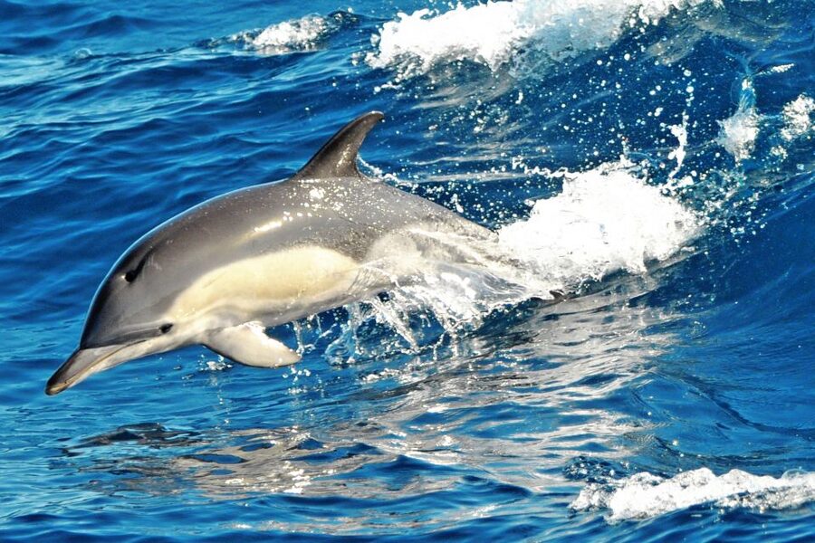 Morro Jable: Dolphin & Whale Watching Cruise, Drinks & Swim - Who Will Enjoy This Cruise Most?