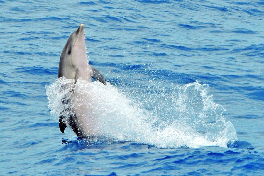 Morro Jable: Dolphin & Whale Watching Cruise, Drinks & Swim - Practical Tips for a Better Day