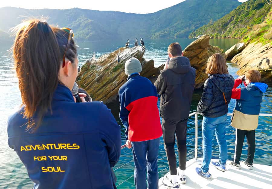 Motuara Island Sanctuary: Wildlife & Dolphin Watching Tour - Key points to know before you go