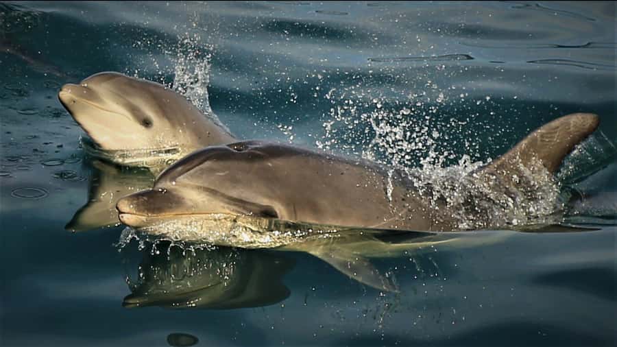 Motuara Island Sanctuary: Wildlife & Dolphin Watching Tour - Landing at Motuara Island Sanctuary