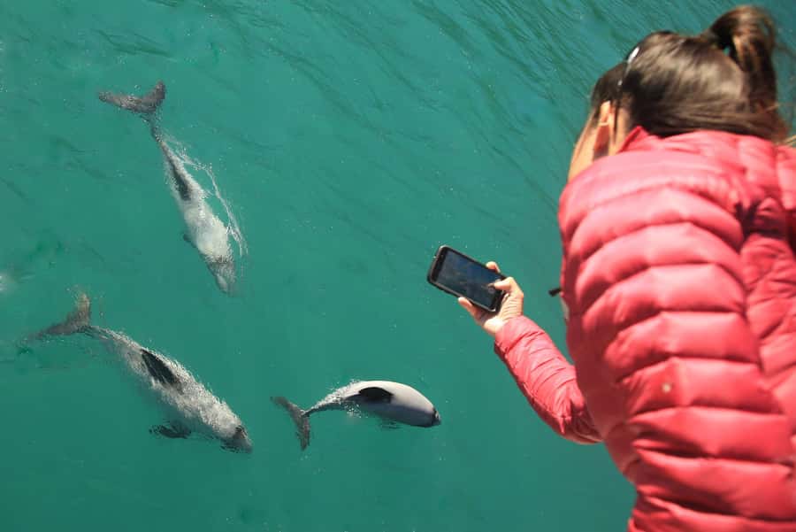 Motuara Island Sanctuary: Wildlife & Dolphin Watching Tour - Should you book Motuara Island Sanctuary?