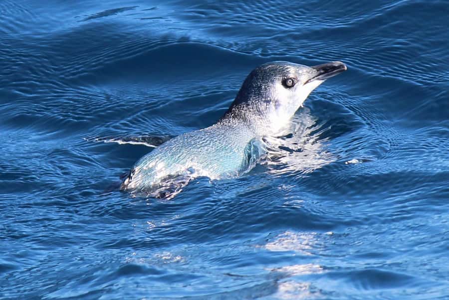 Motuara Island Sanctuary: Wildlife & Dolphin Watching Tour - FAQ