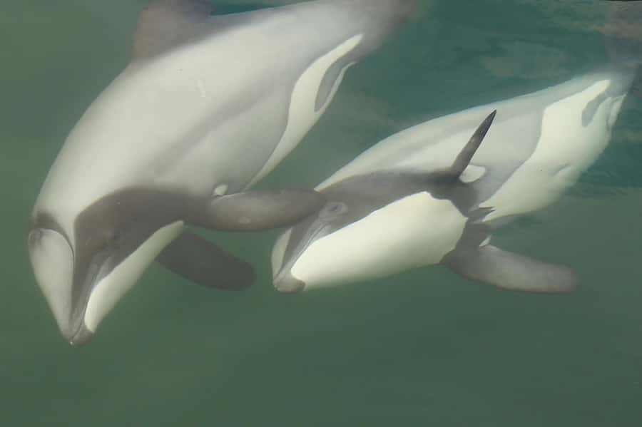 Motuara Island Sanctuary: Wildlife & Dolphin Watching Tour - Watching for dolphins in sheltered waters