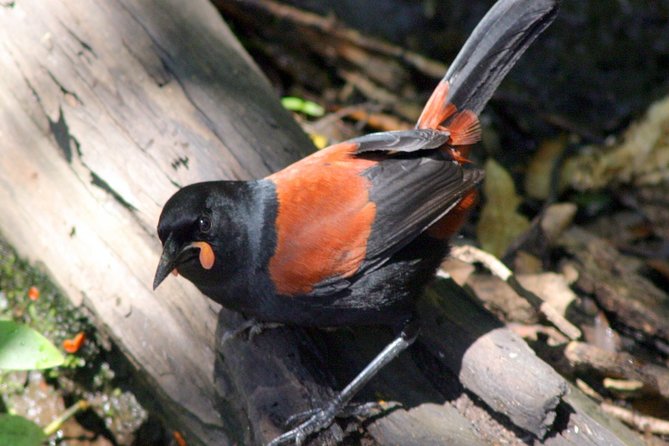 Motuara Wildlife Sanctuary Tour and Dolphin Cruise from Picton - What makes this cruise worth considering