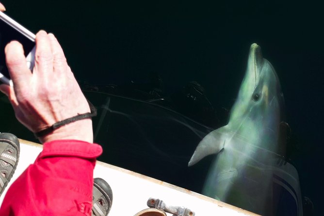 Motuara Wildlife Sanctuary Tour and Dolphin Cruise from Picton - The guides make the difference