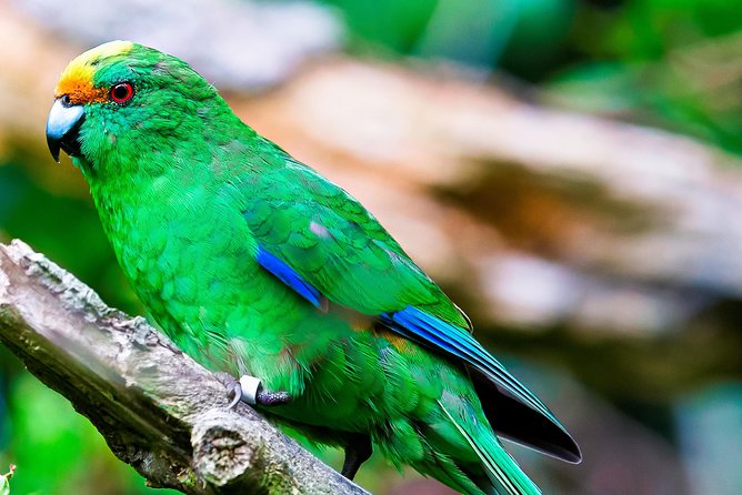Motuara Wildlife Sanctuary Tour and Dolphin Cruise from Picton - Snacks, wine, and practical comfort