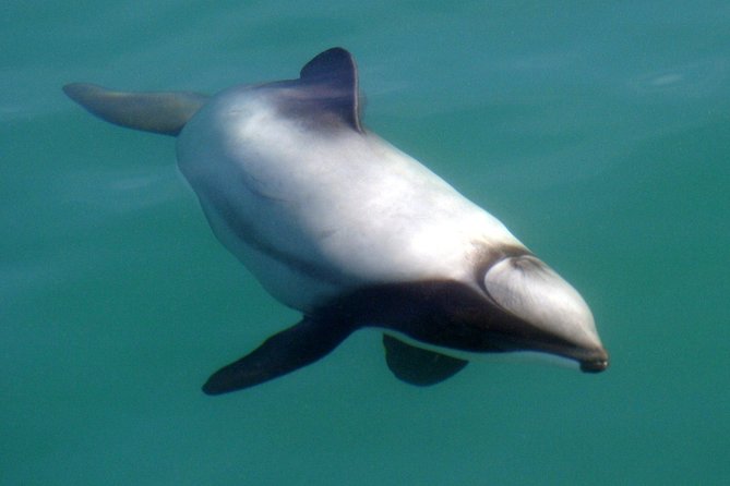 Motuara Wildlife Sanctuary Tour and Dolphin Cruise from Picton - Is the $104.26 price fair?