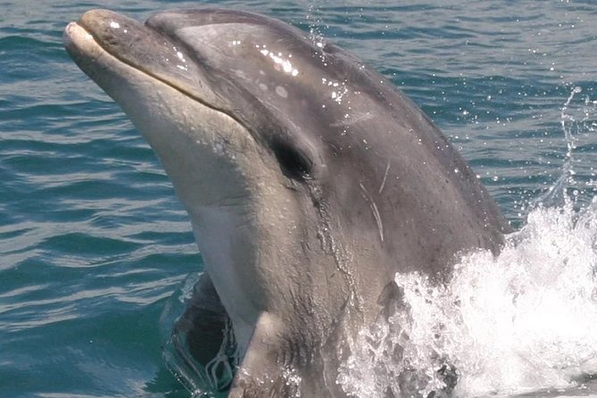 Motuara Wildlife Sanctuary Tour and Dolphin Cruise from Picton - Who should book this experience?