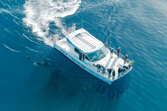 Motuara Wildlife Sanctuary Tour and Dolphin Cruise from Picton - Wildlife watching in the Marlborough Sounds