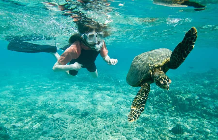Muscat: 4-Hour Snorkeling Tour with Dolphin watching - Three hours of snorkeling and dolphin watching