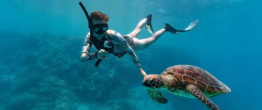Muscat: 4-Hour Snorkeling Tour with Dolphin watching - The marine life is the strongest reason to go