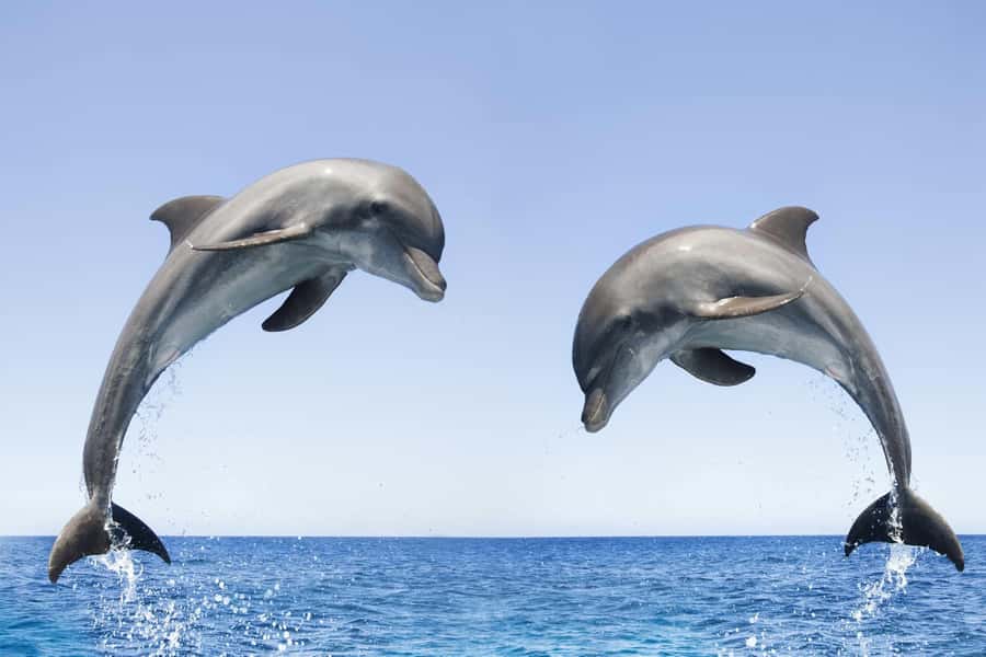 Muscat: 4-Hour Snorkeling Tour with Dolphin watching - Who should book this Muscat snorkeling trip?