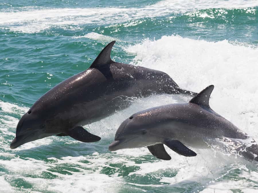 Muscat: Dolphin Watch & Snorkeling - Setting out from Marina Bandar Rawda