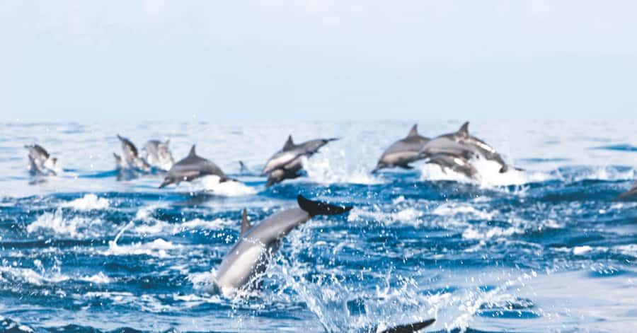 Muscat: Dolphin Watching and Snorkeling Tour - Quick take: what matters most