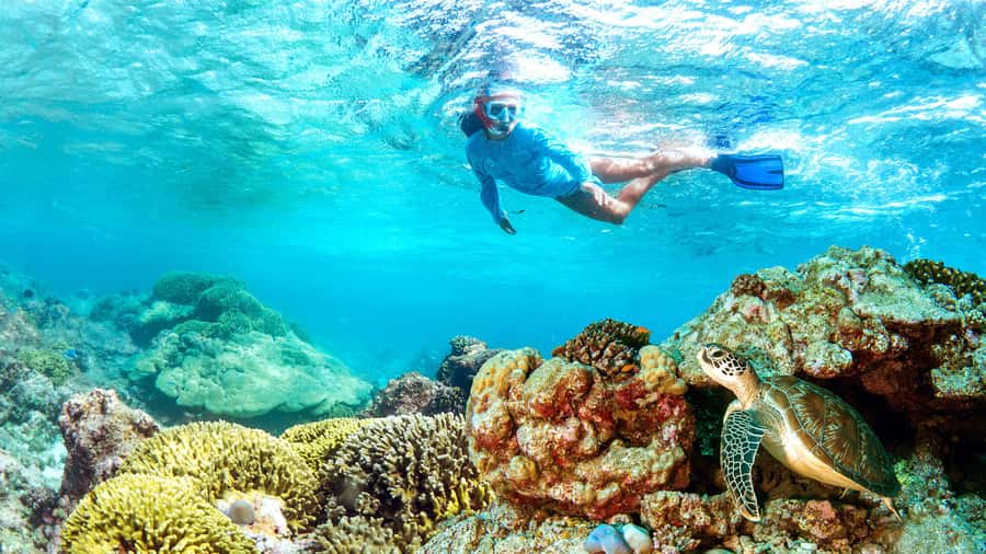 Muscat: Dolphin Watching and Snorkeling Tour - From Muscat streets to the open sea
