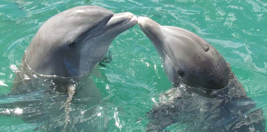 Muscat: Dolphin Watching and Snorkeling Tour - Comfort, group feel, and practical limits