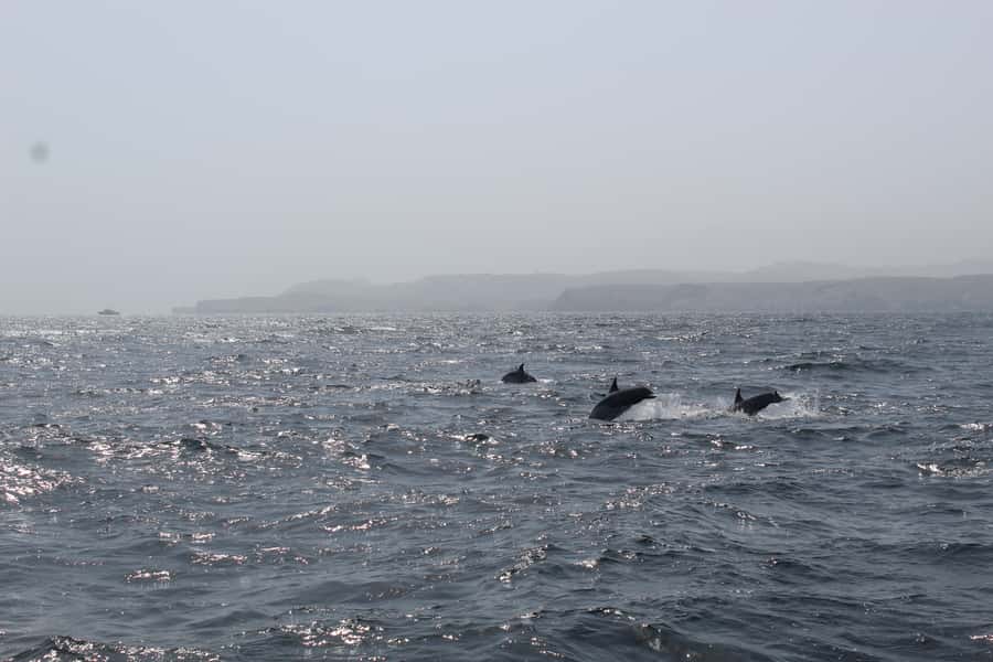 Muscat: Dolphin Watching and Snorkeling Tour By Speed Boat - Starting at Marina Bandar Al Rowdha at 9:30 a.m.