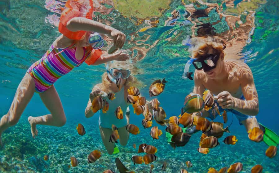 Muscat: Dolphin Watching and Snorkeling Tour - The dolphin search can take patience