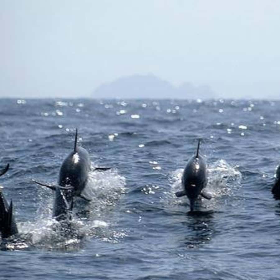 Muscat: Dolphin Watching and Snorkeling Trip - Choosing between the 8 a.m. and 10 a.m. departures
