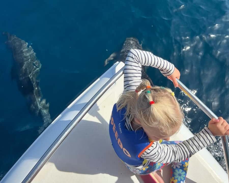 Muscat: Dolphin Watching Boat Amazing Trip - Key points to know before booking