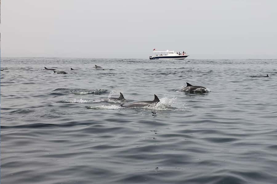 Muscat: Dolphin Watching Boat Amazing Trip - Refreshments and onboard comfort