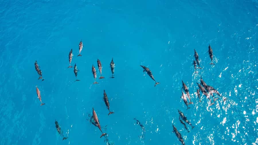 Muscat: Dolphin Watching Boat Amazing Trip - Booking, cancellation, and practical checks