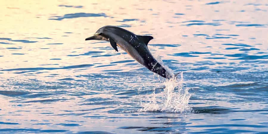 Muscat: Dolphin Watching Boat Tour - A closer look at the dolphin encounter