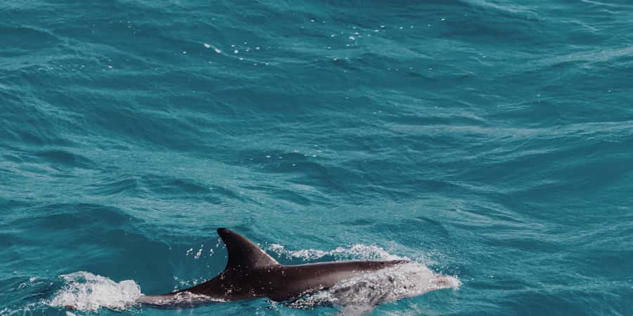 Muscat: Dolphin Watching Boat Tour - The first run offshore, where dolphins appear