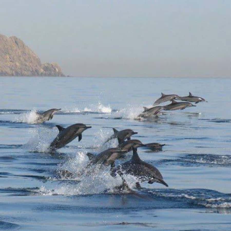 Muscat: Dolphin Watching Boat Trip with Snacks & Local Guide - Key points at a glance