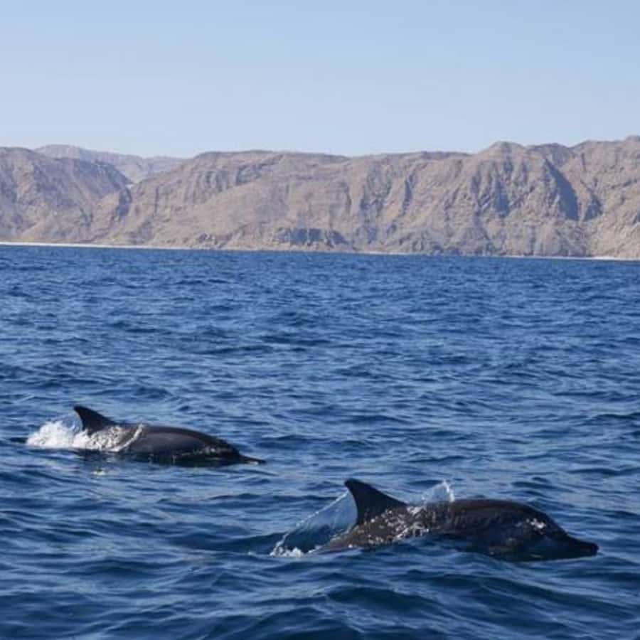 Muscat: Dolphin Watching Boat Trip with Snacks & Local Guide - Snacks, drinks, and comfort on the water