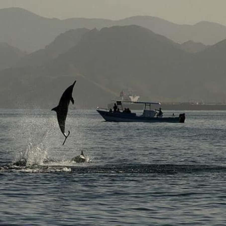 Muscat: Dolphin Watching Boat Trip with Snacks & Local Guide - How the timing affects your day