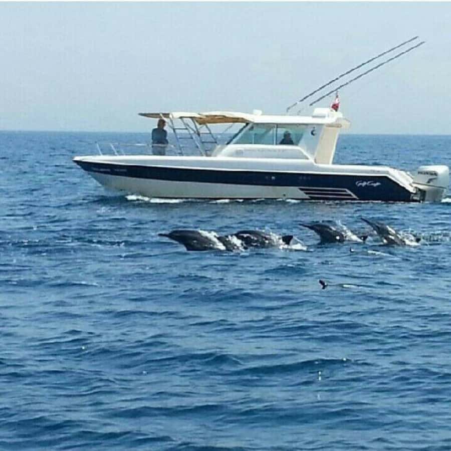 Muscat: Dolphin Watching Boat Trip with Snacks & Local Guide - Simple tips for a better morning